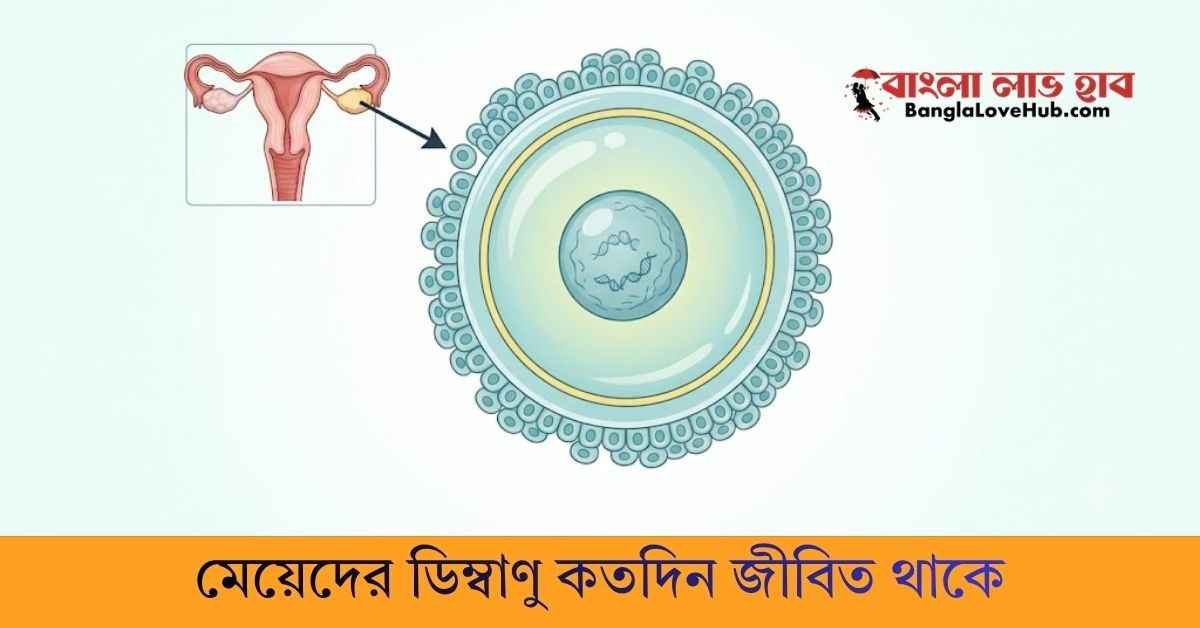 মেয়েদের ডিম্বাণু কতদিন জীবিত থাকে